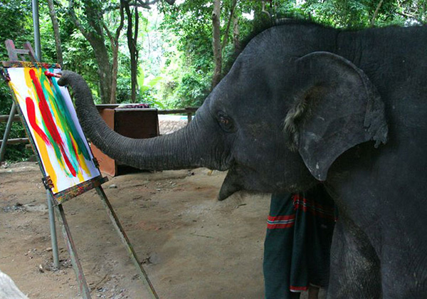 Baby Elephants Siam Safari