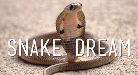 Thai superstition snake dream
