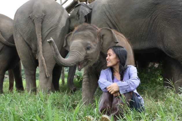 Sustainable Eco-friendly elephant trekking Phuket