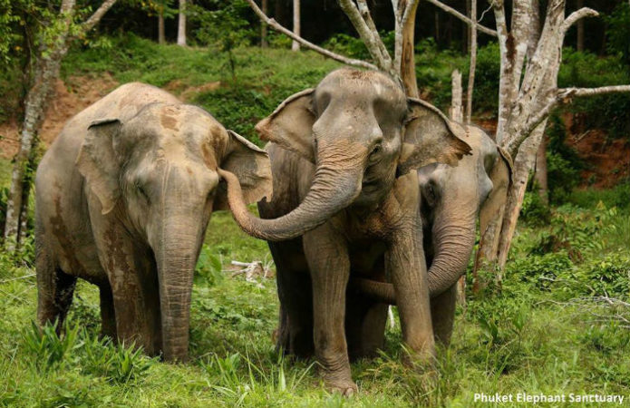 Cape Yamu Travel Elephant Sanctuary